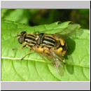 Helophilus pendulus - Gemeine Sumpfschwebfliege 01.jpg